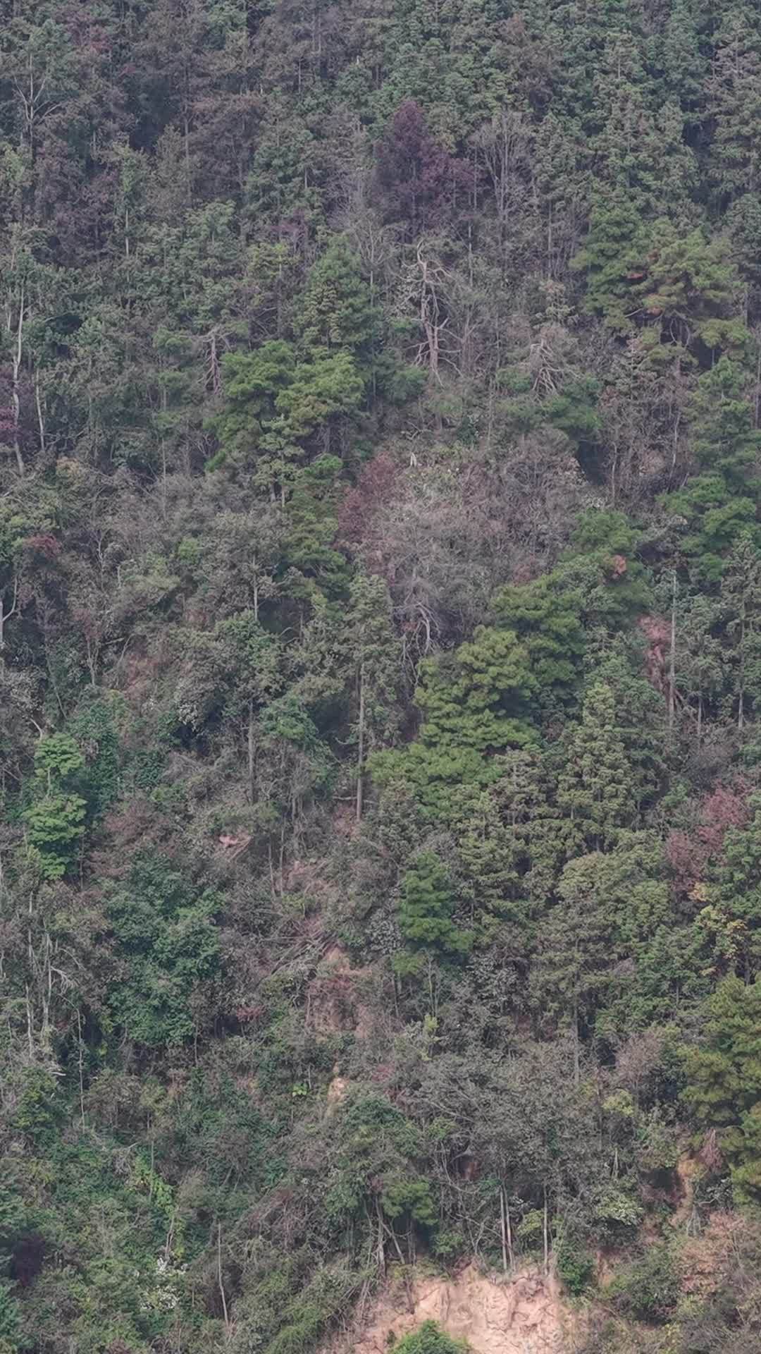 竖版航拍秋天森岭枯黄植物树枝树叶 (2)