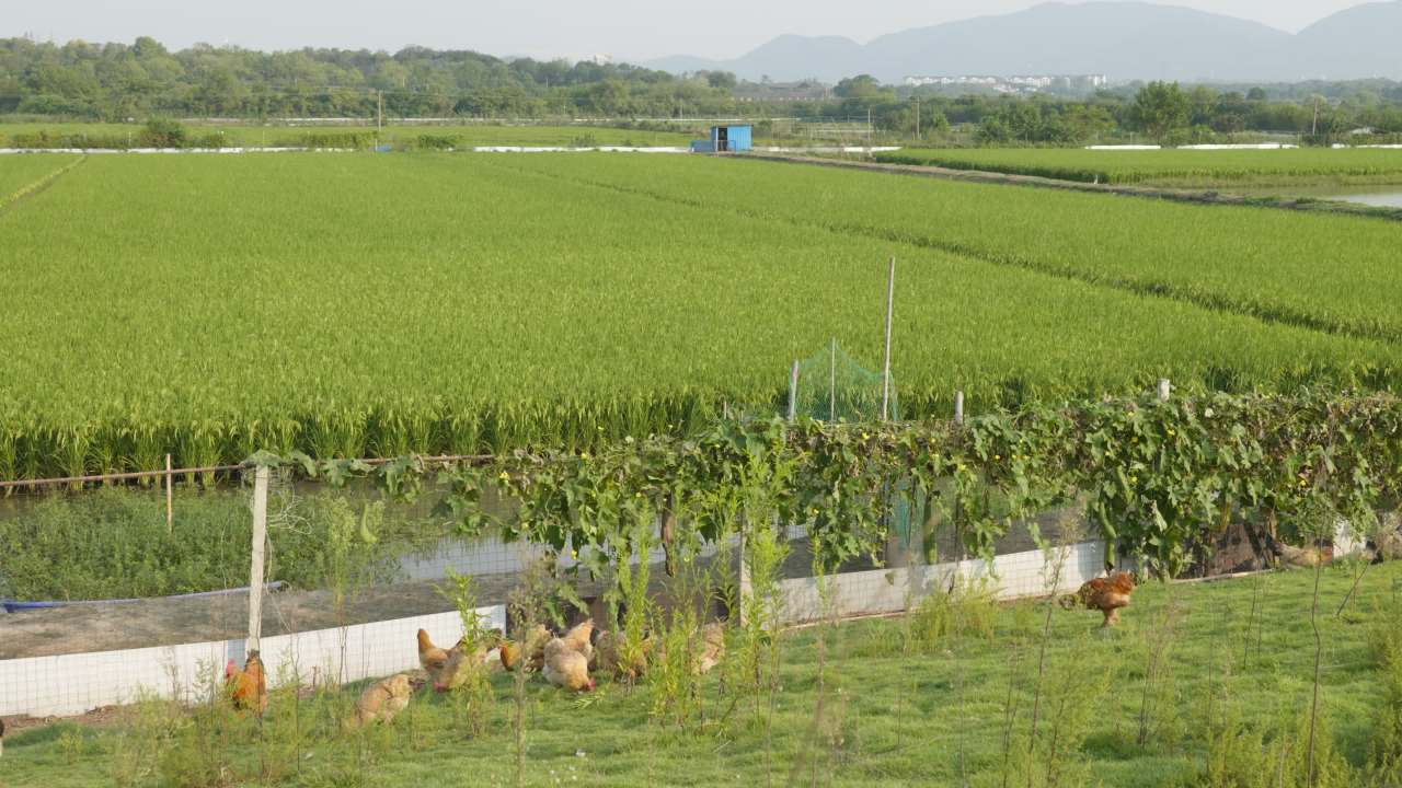 田园风光农村风景 8