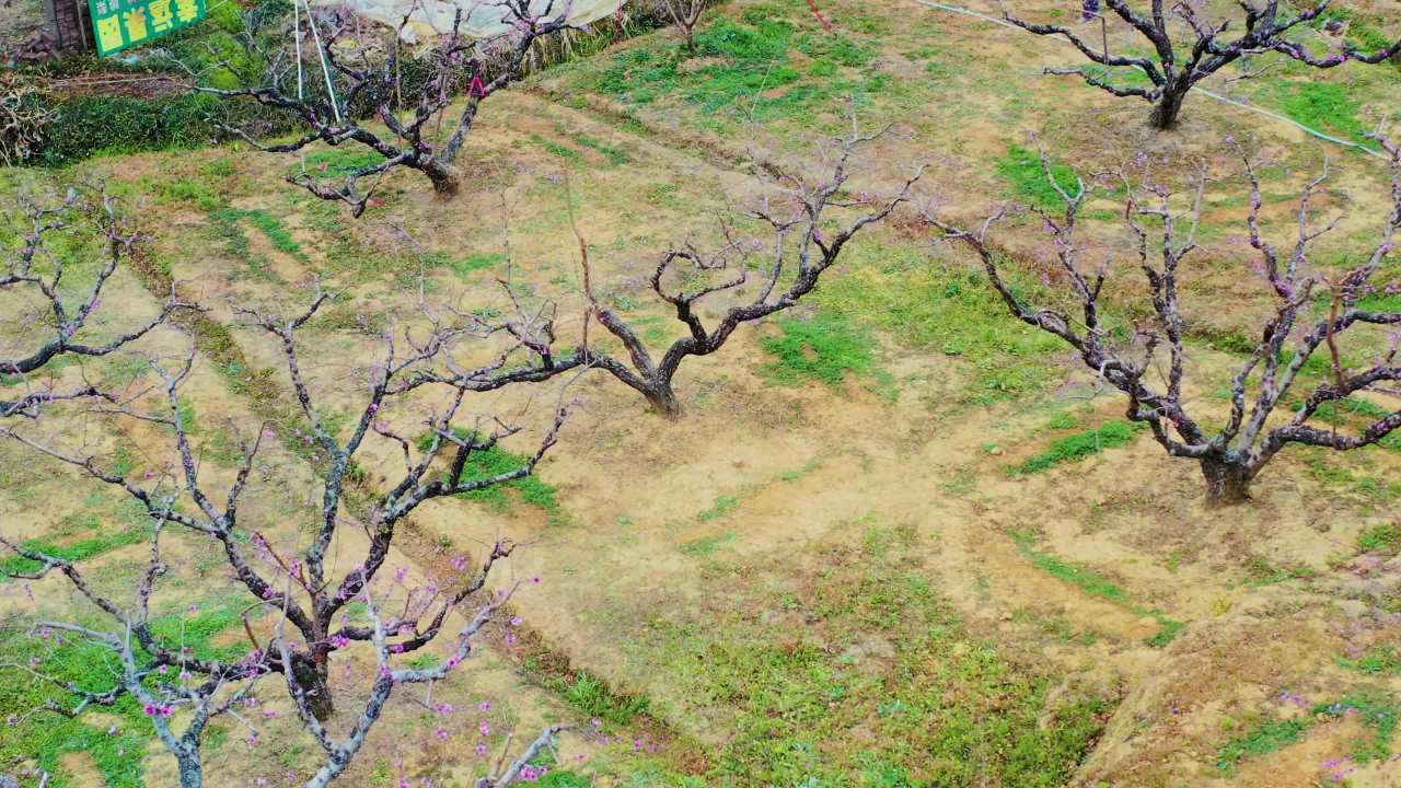翁源李洞村山区桃花航拍