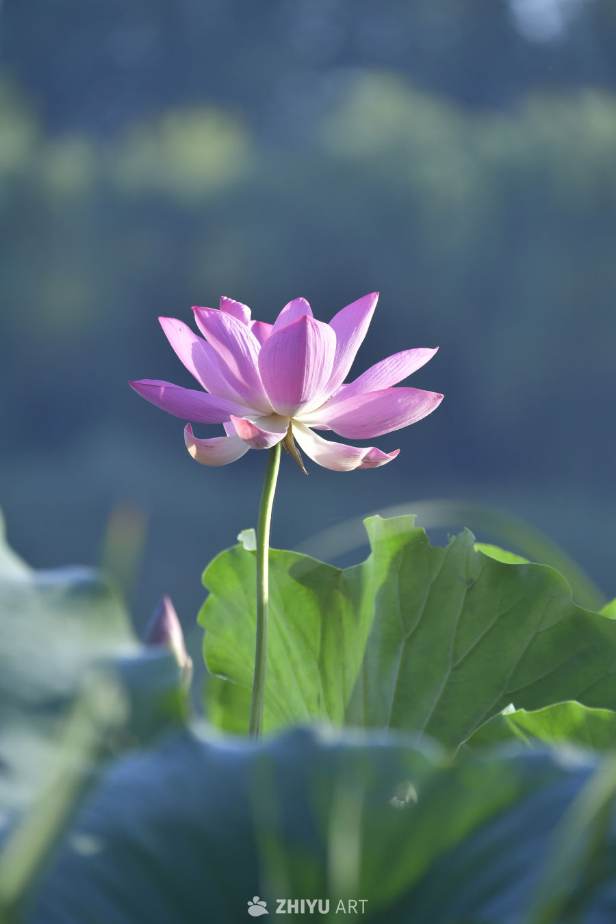 静谧的莲花