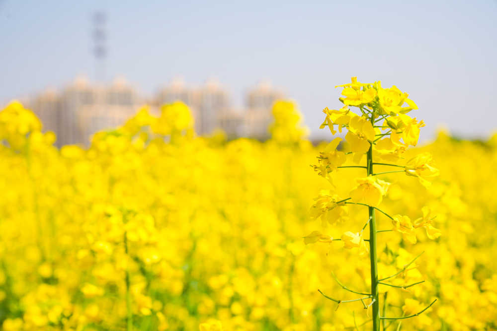 油菜花