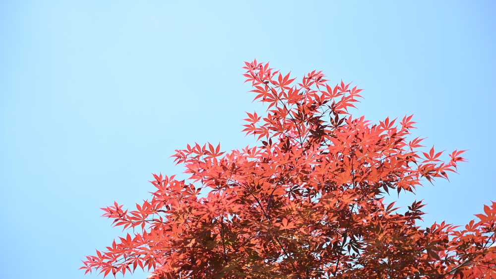 花草植物 17