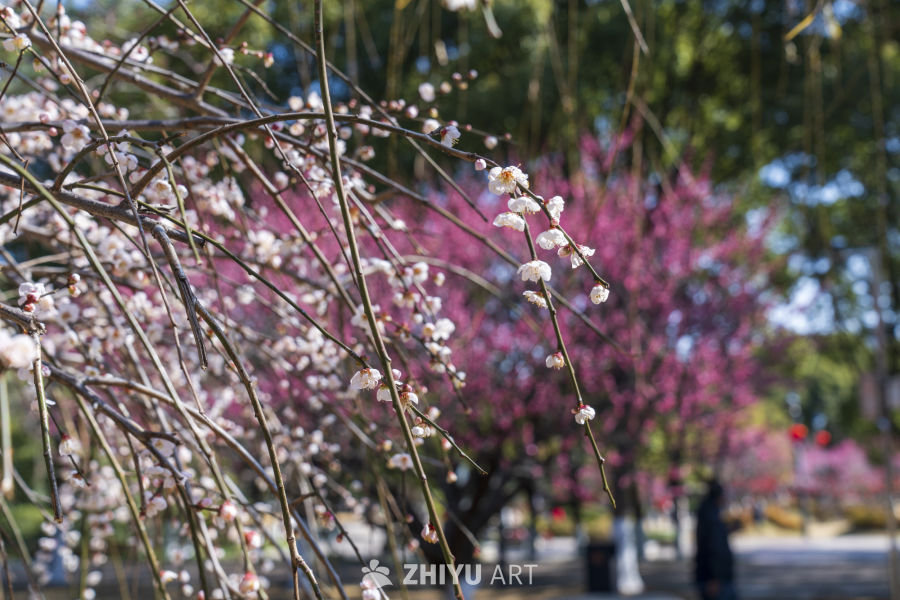  梅花 7