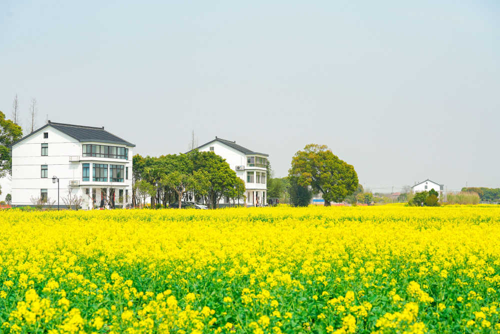 油菜花