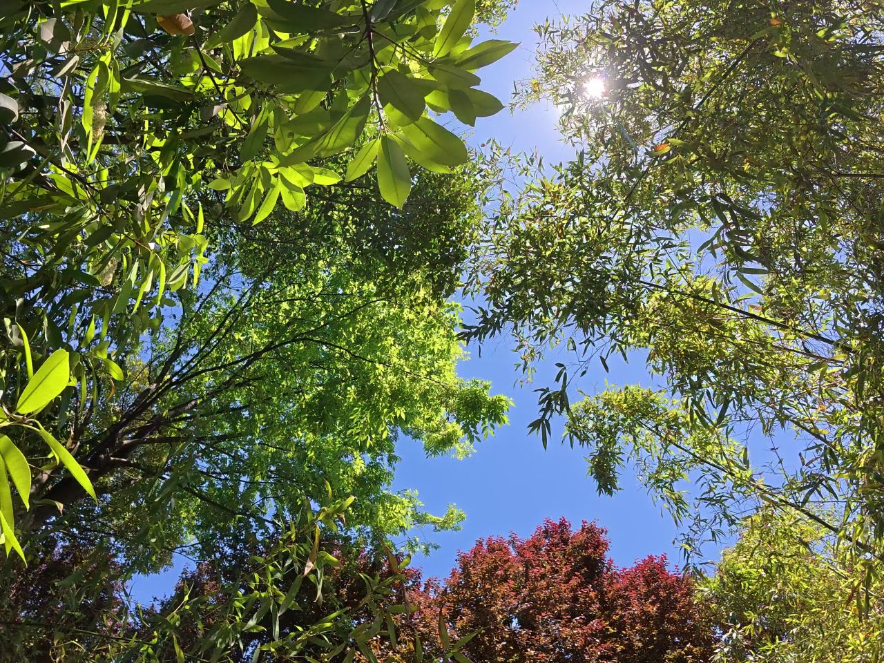 树梢下的阳光