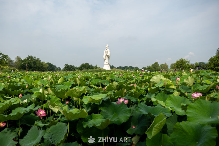 荷花 142