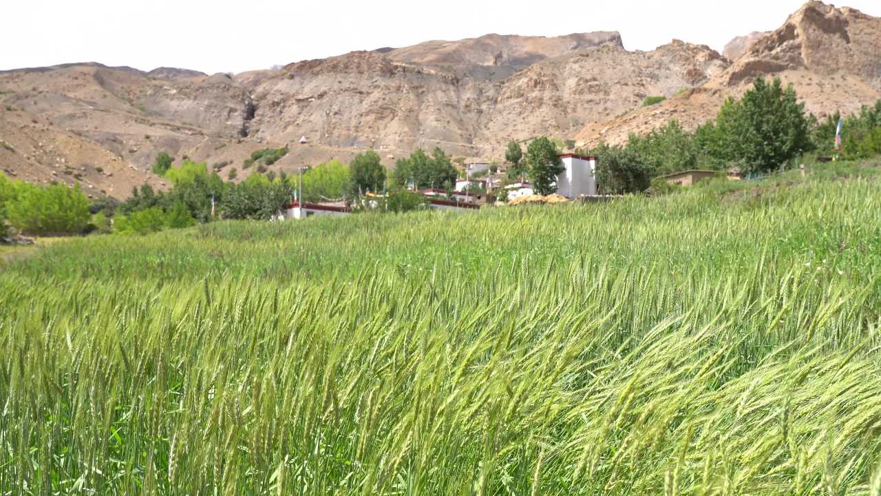青稞小麦