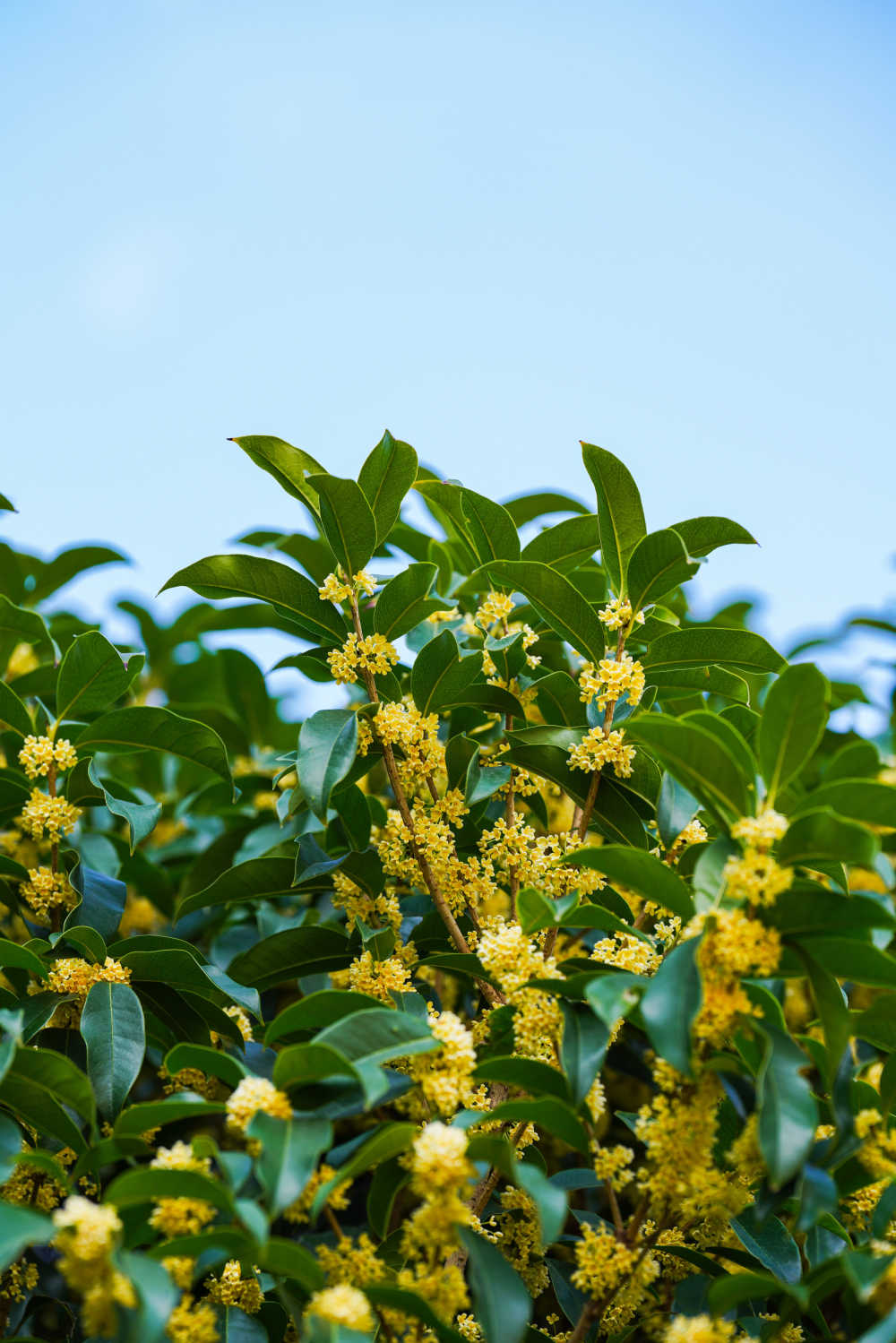 桂花