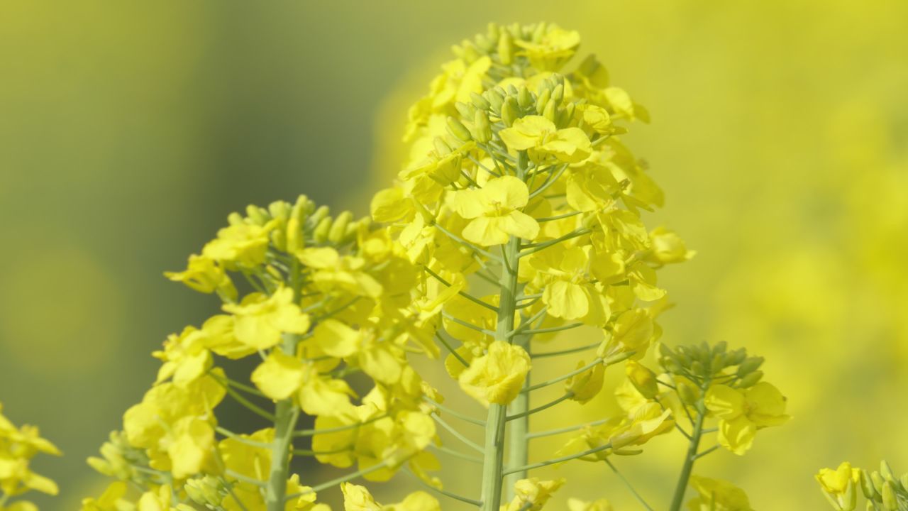 春天农村油菜花海蜜蜂采蜜 42