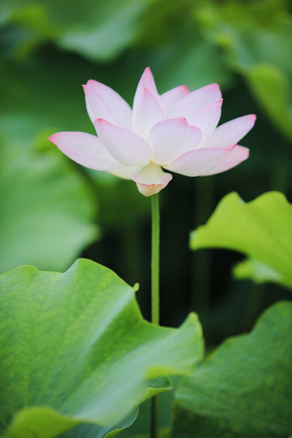 荷花荷叶池塘