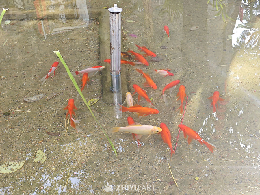 水池观赏鱼锦鲤