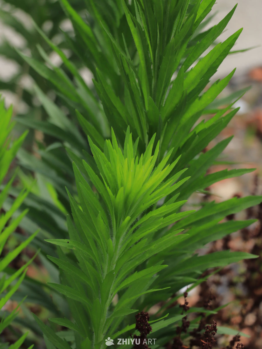 翠绿植物特写