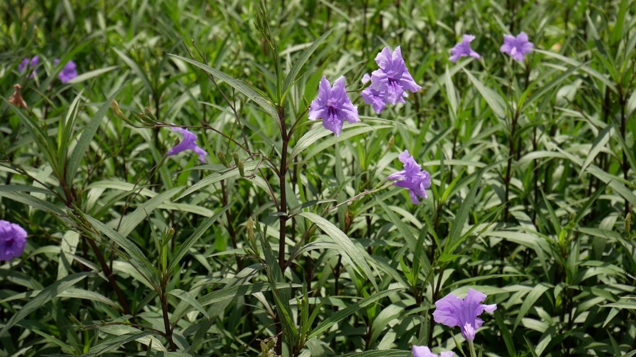 微风摇摆蓝花草