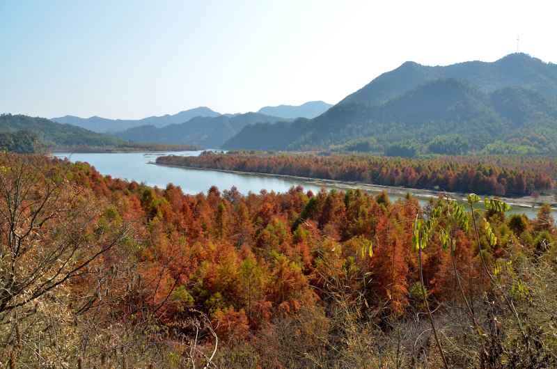 皖南川藏线 秋叶树林 7