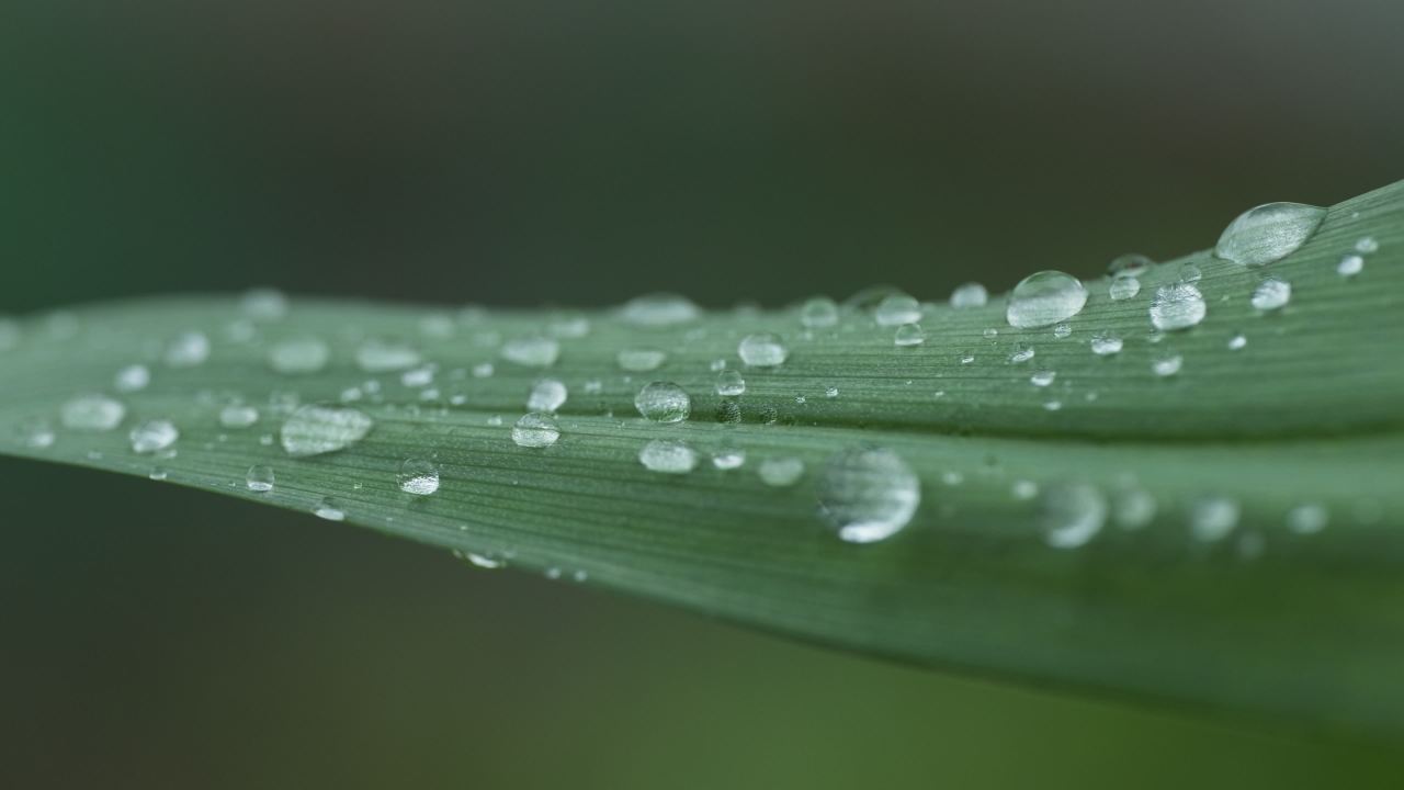 植物树木树叶绿色 18