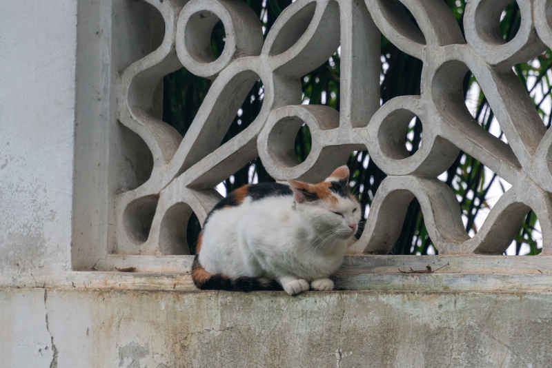 西园寺 小猫 5