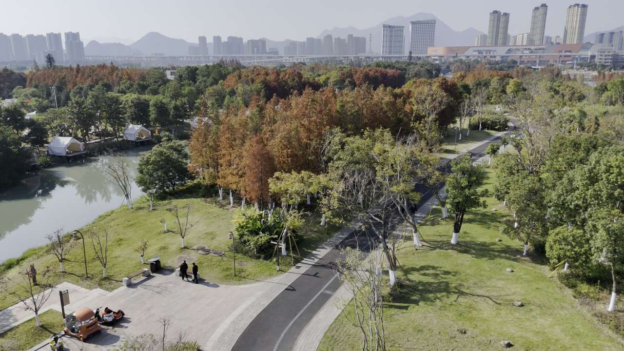 湿地红杉 26