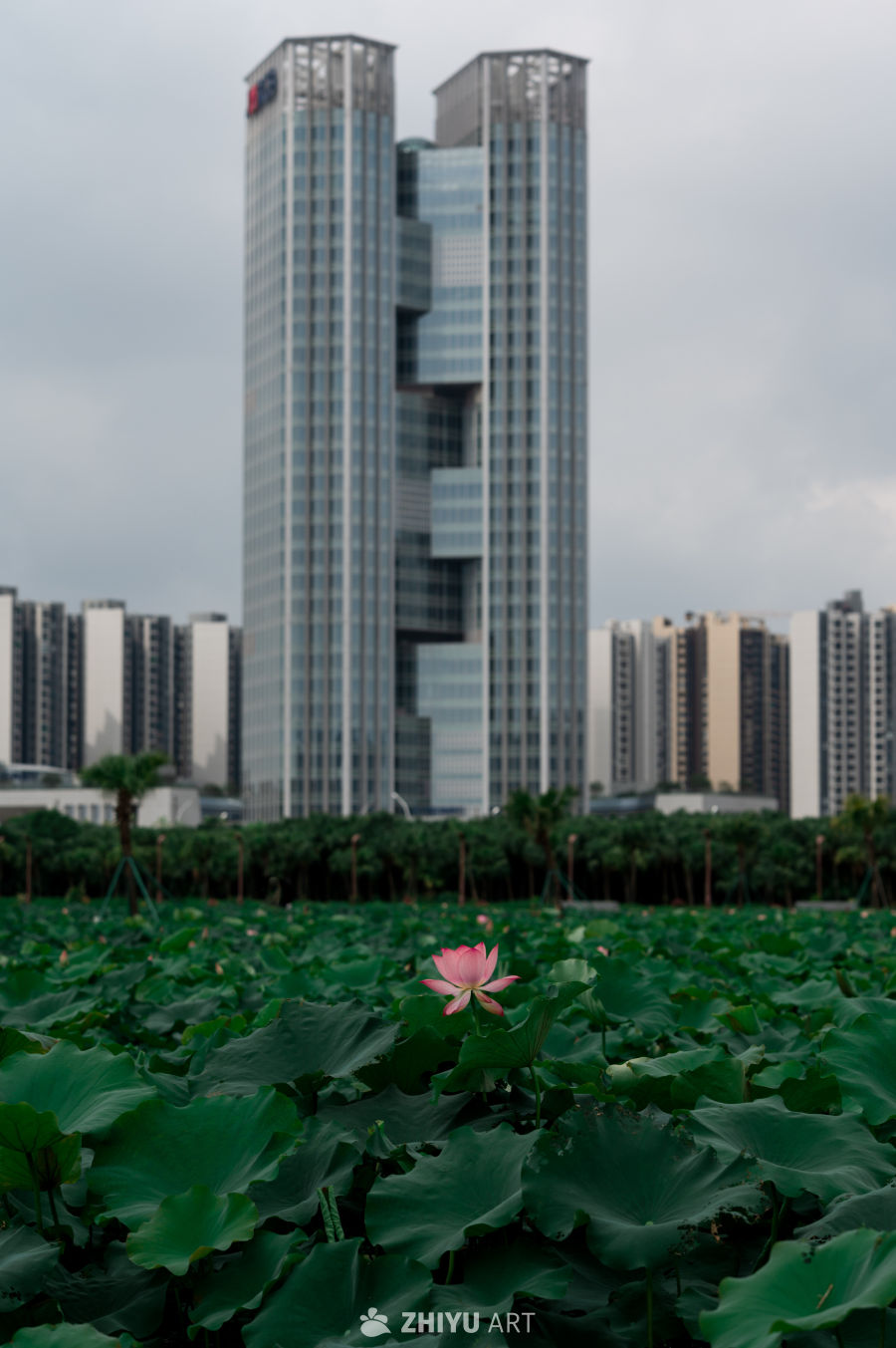 荷花 6