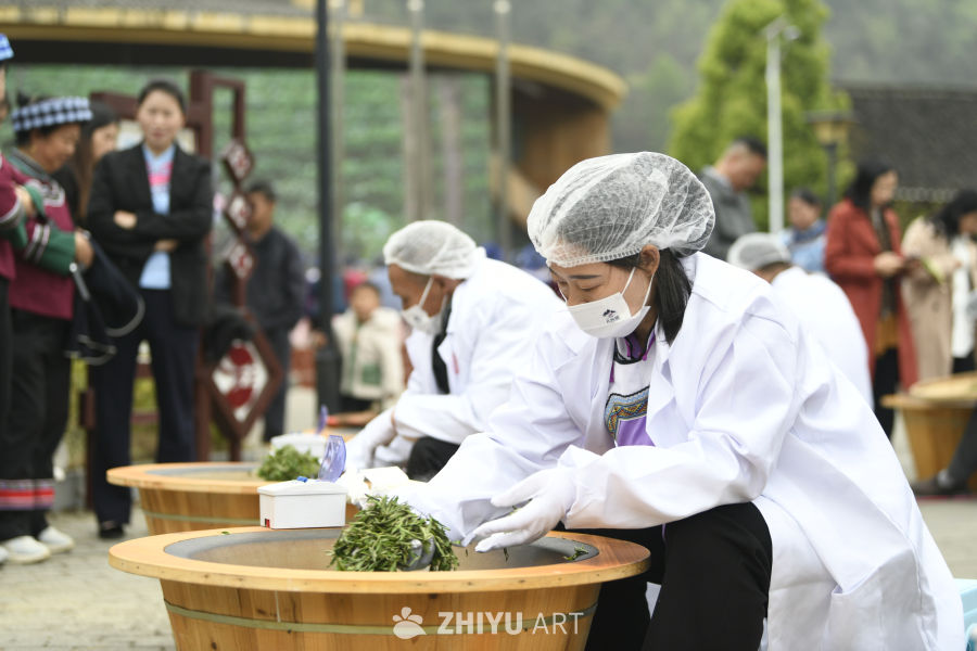手工制茶 炒茶  茶叶产业 9