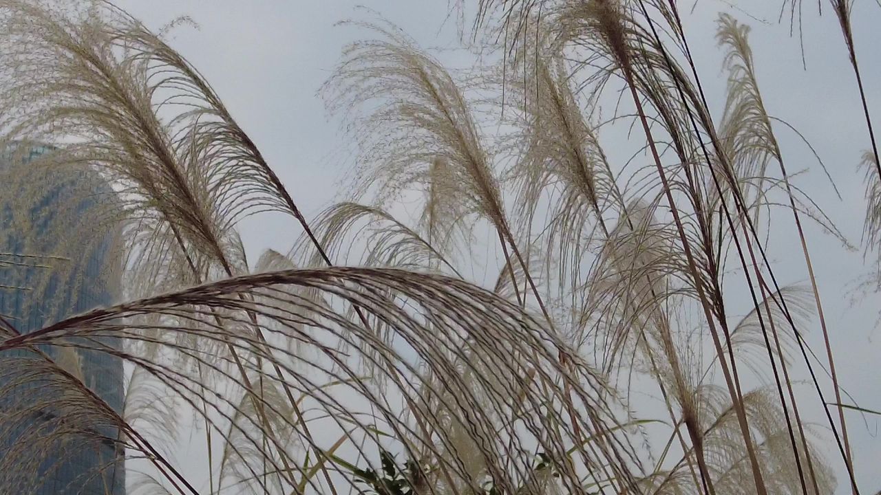 枯萎芦苇植物实拍 