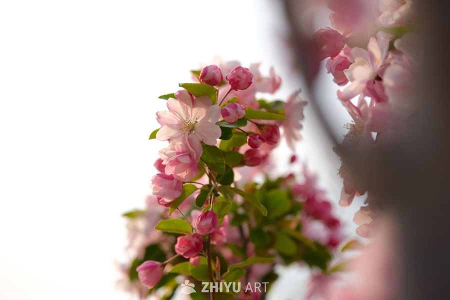 春天海棠花 84