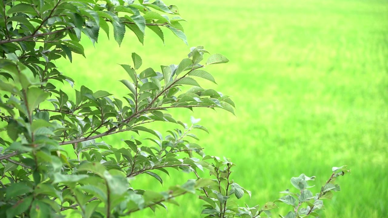 五常稻花香大米 14