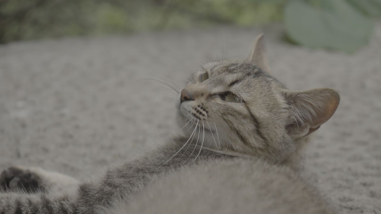 猫咪 6