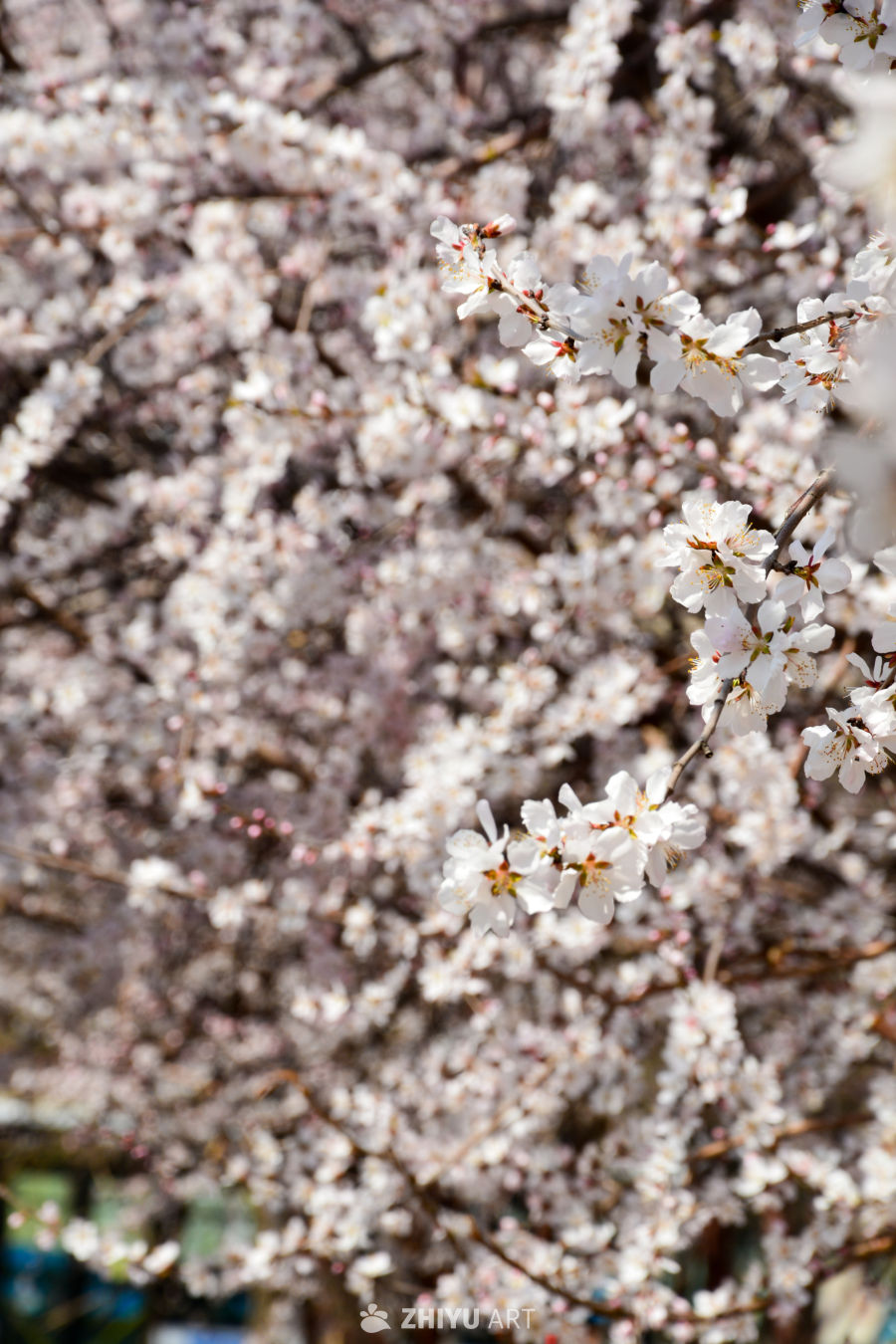 春花山桃