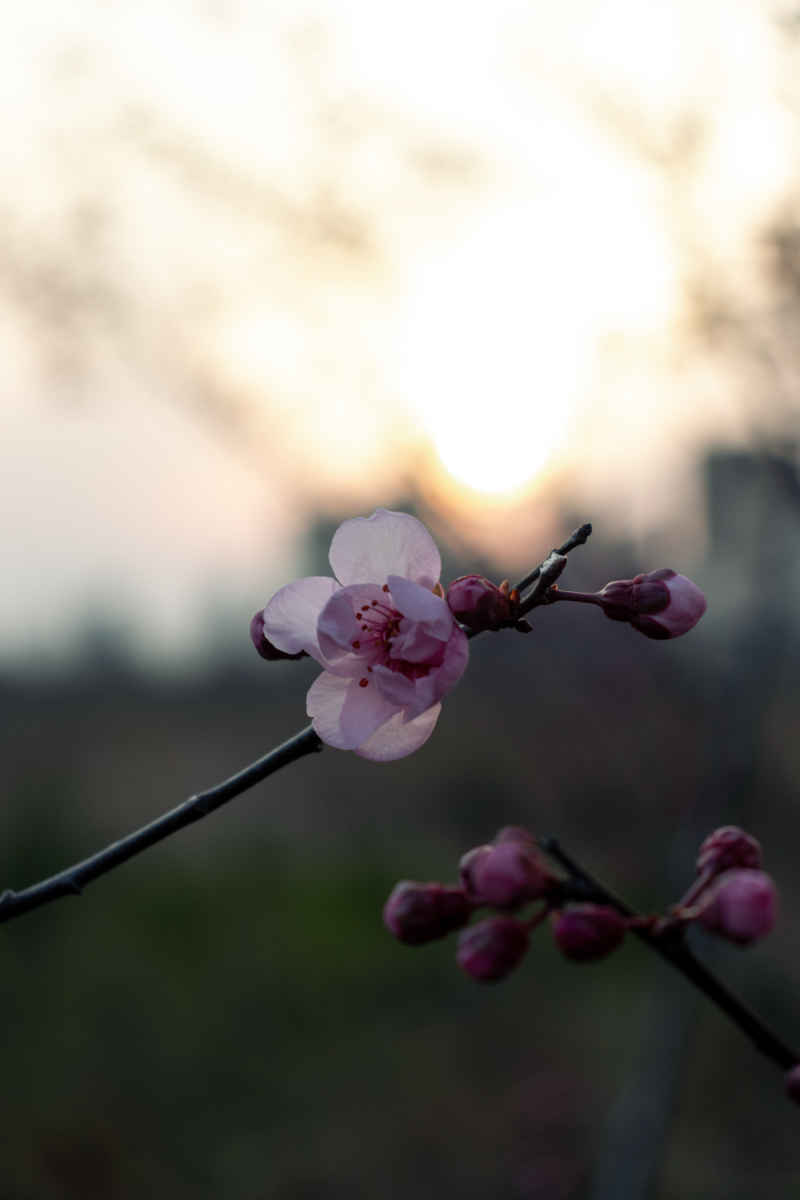 芳菲璇玑