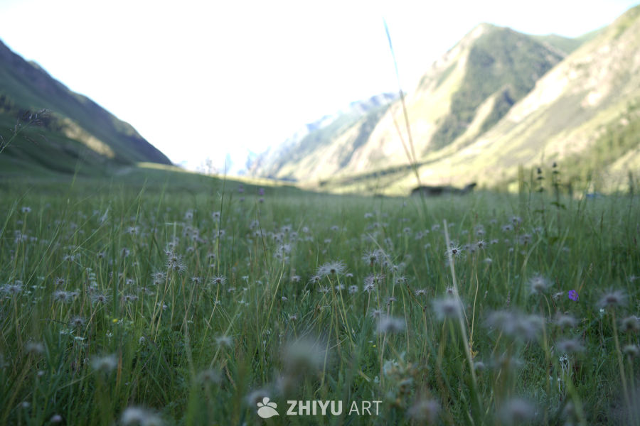 山间草地