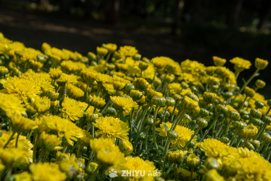 公园菊花