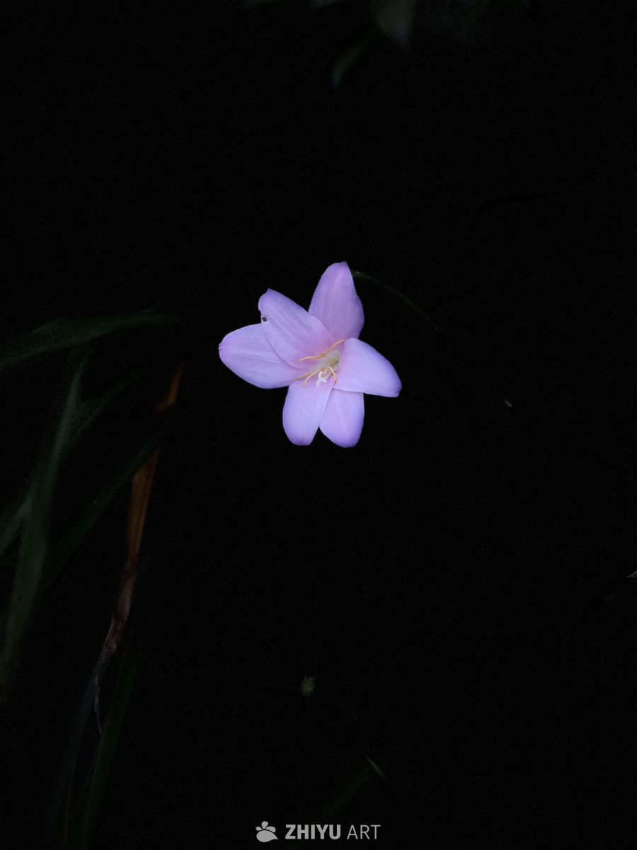 夜色中的紫色花影