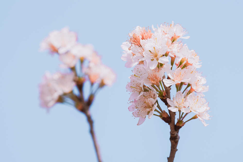 春天的那些花儿
