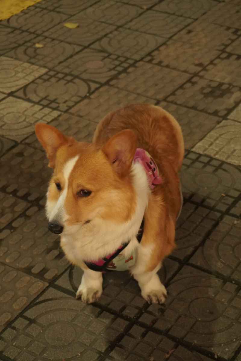 柯基
