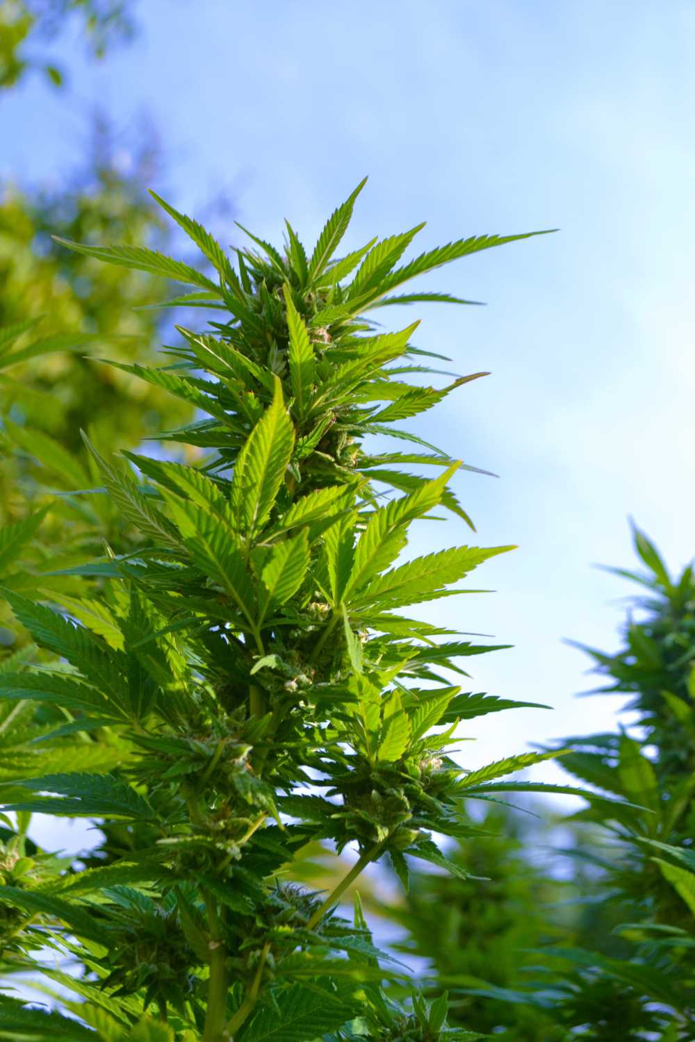 草大麻绿色药物