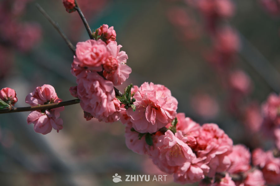 春天的花 2