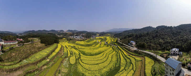 美丽乡村田园金黄油菜花全景图