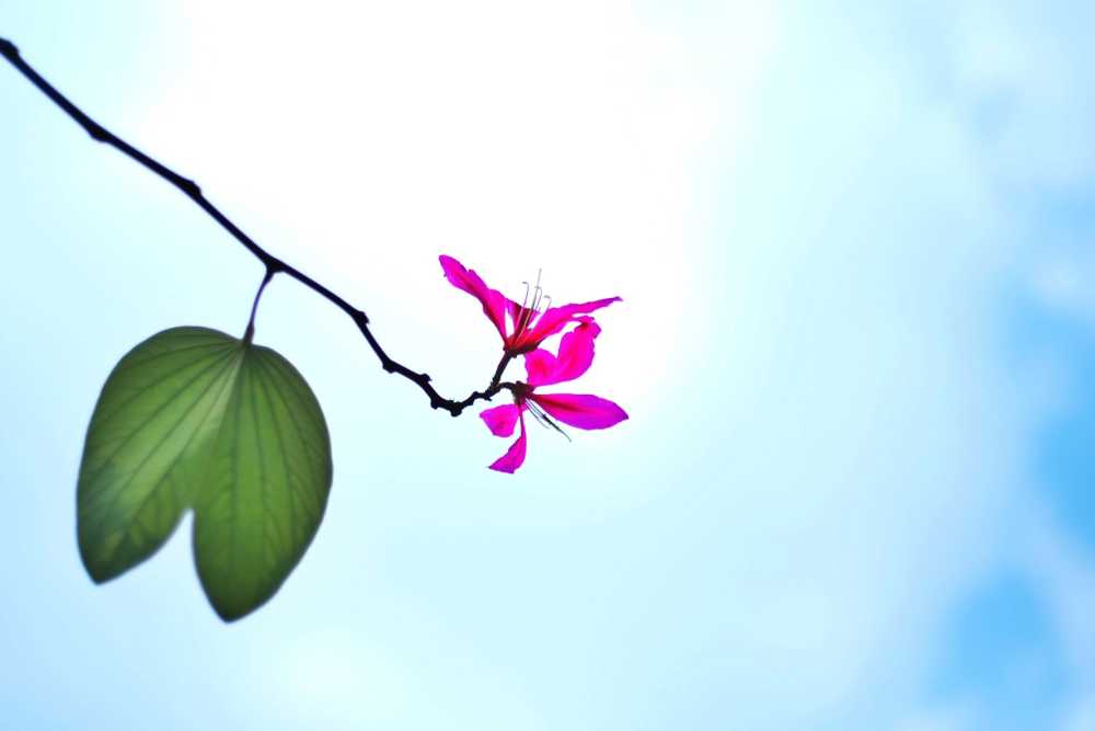 不知名的小花花