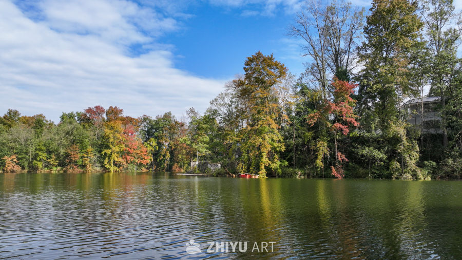 航拍水边枫叶美景  初冬枫叶似火 40