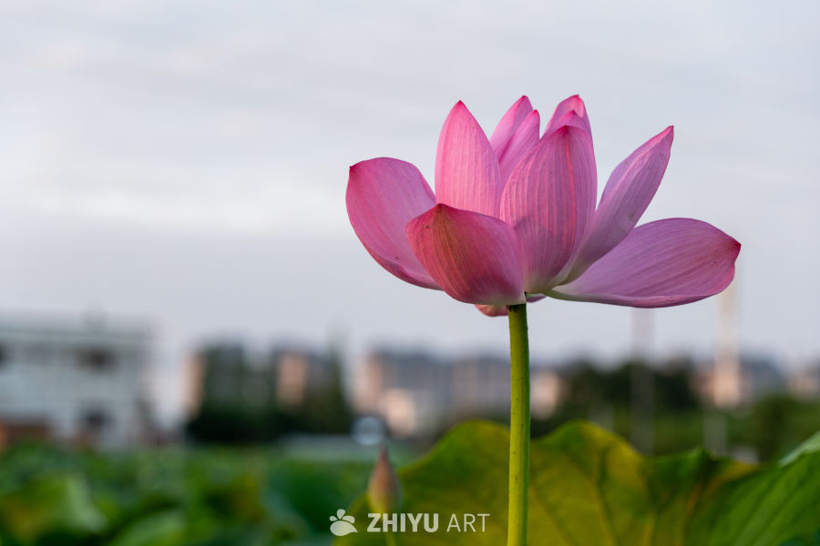 荷花 15