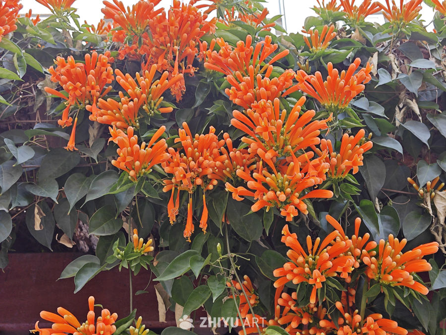 晴天炮仗花 1