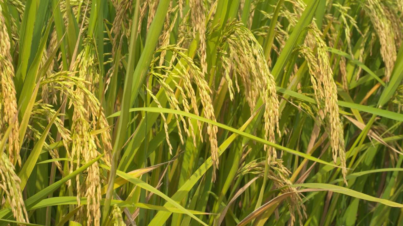 水稻五常大米田野粮食庄稼丰收 38