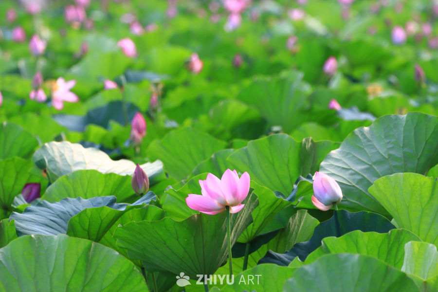盛夏荷花 177