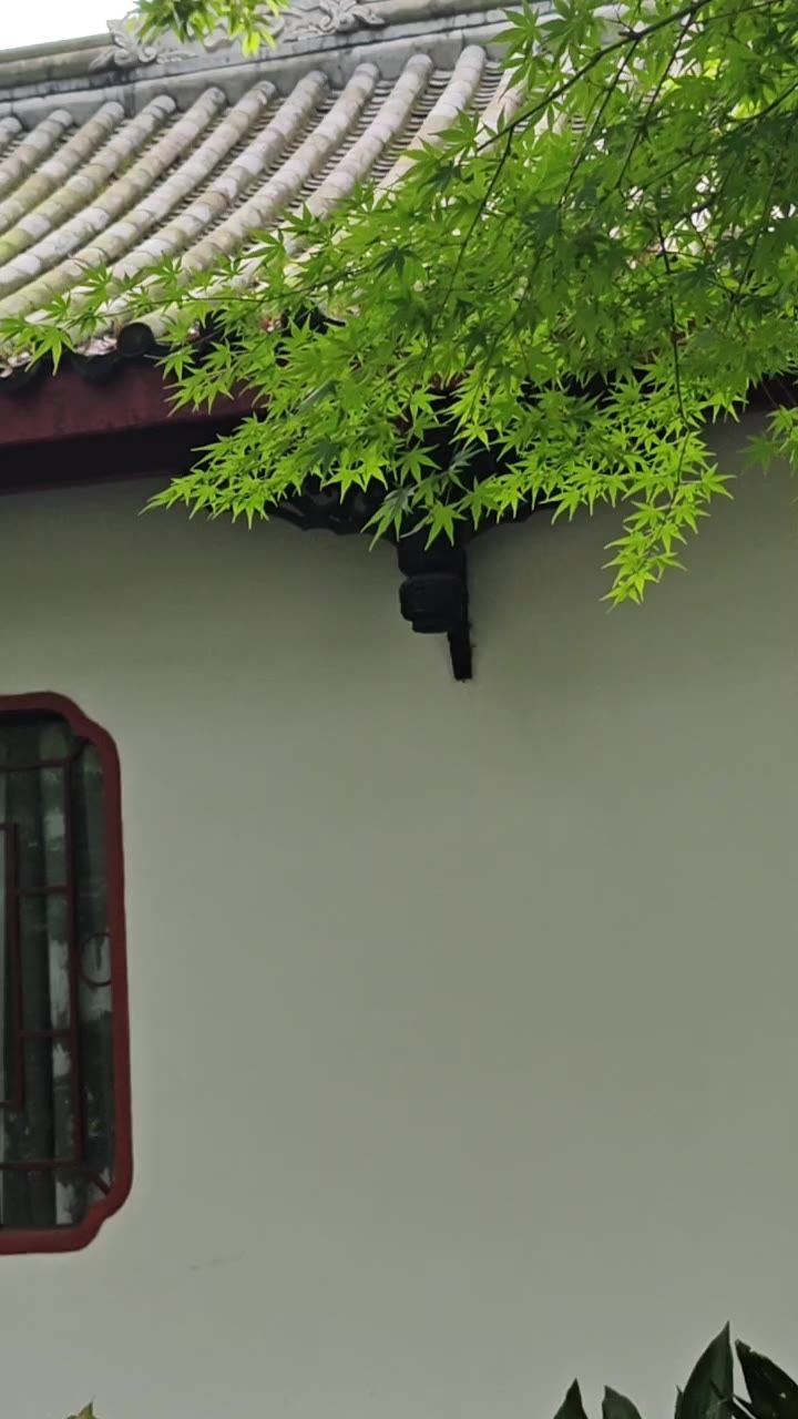 墙头枫叶
