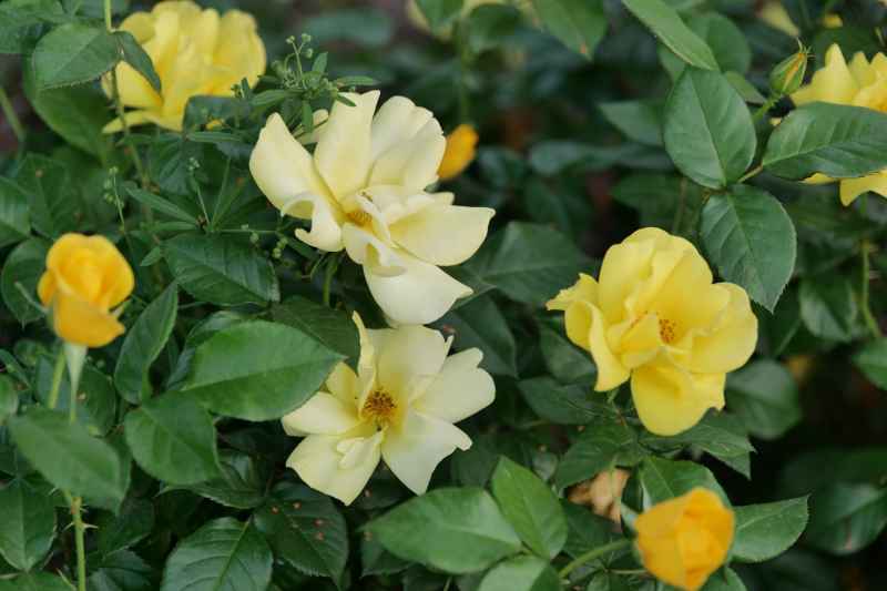 月季花 41