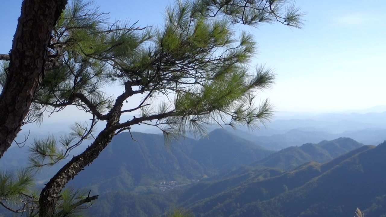 高山松树枝