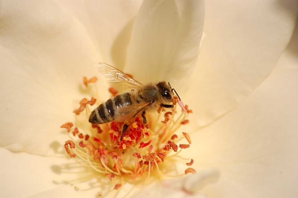 蜜蜂在花白昆虫