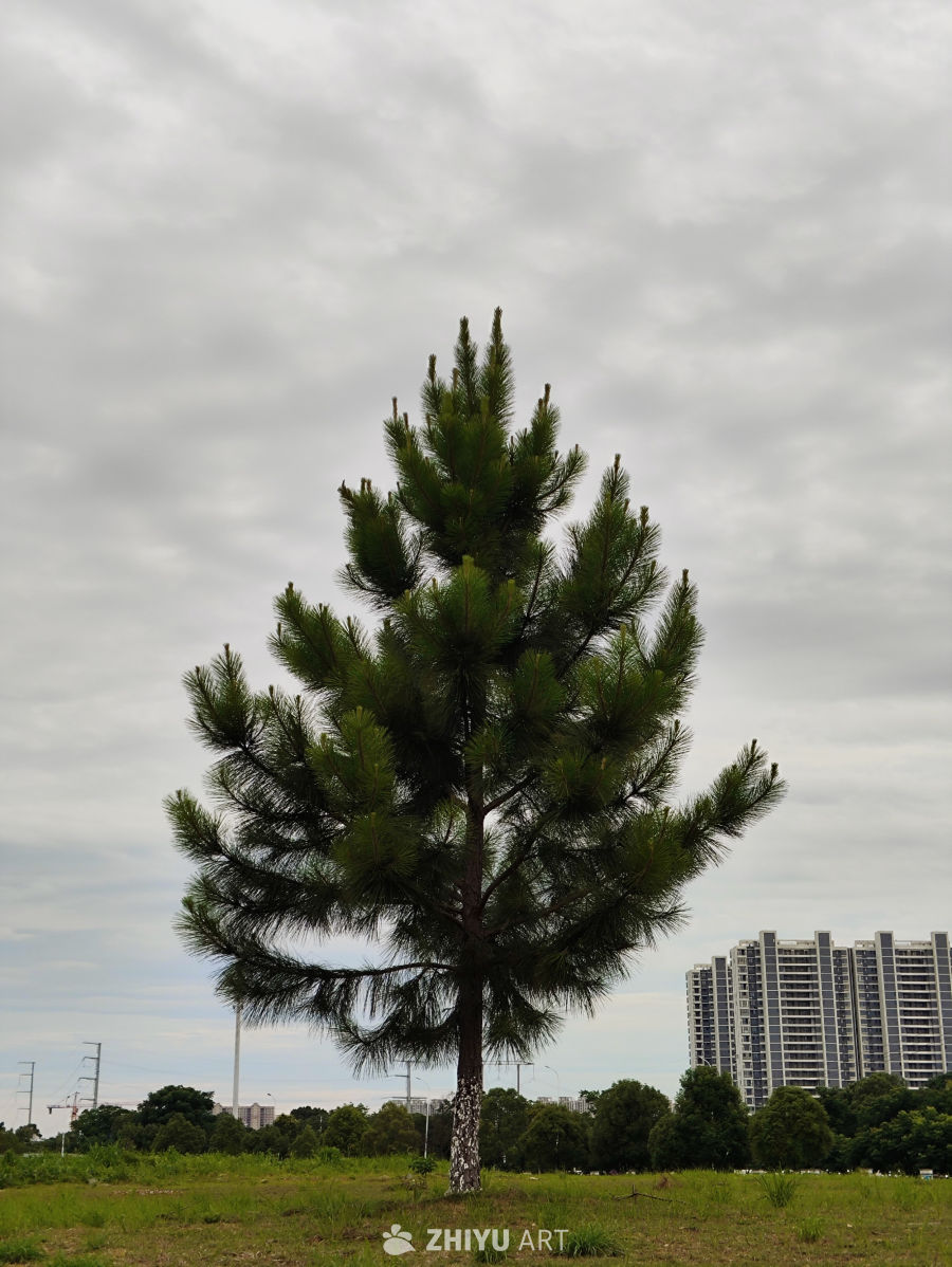 松树下的城市剪影