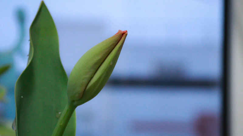 春日花卉 8