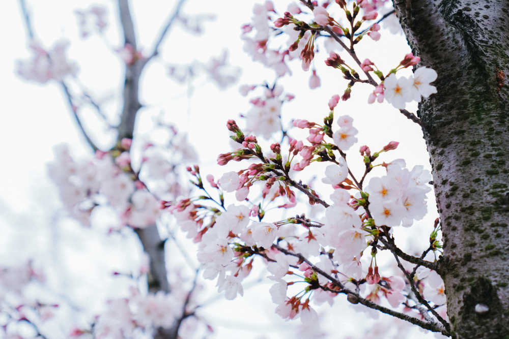 樱花季